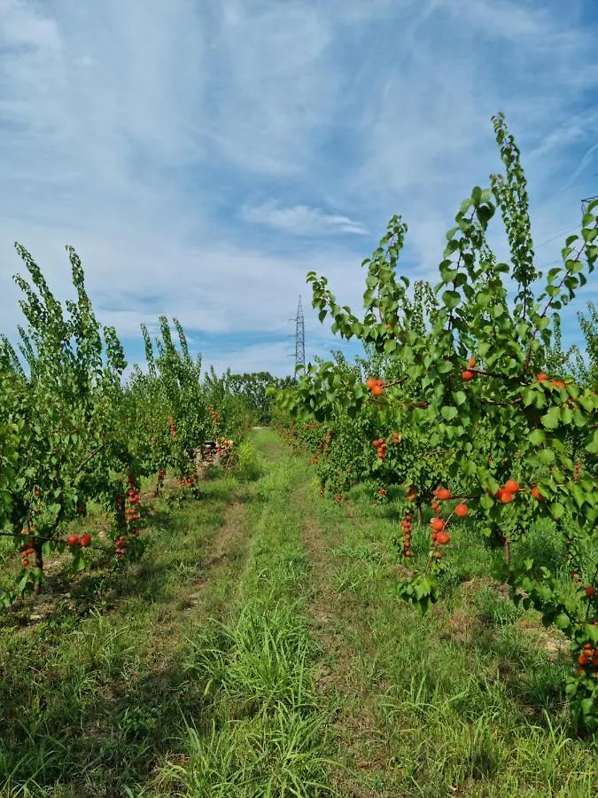 Corte Bottura Agriturismo Castelnuovo del Garda Alloggio per agriturismo